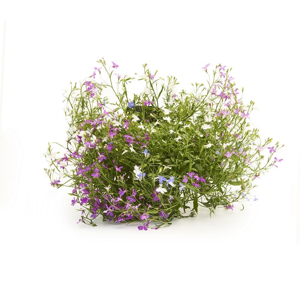 Lobelia Trixie vaso 14 cm