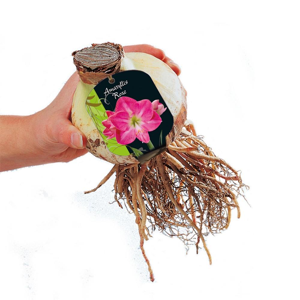 Bulbo Amaryllis Rosa Scuro x1
