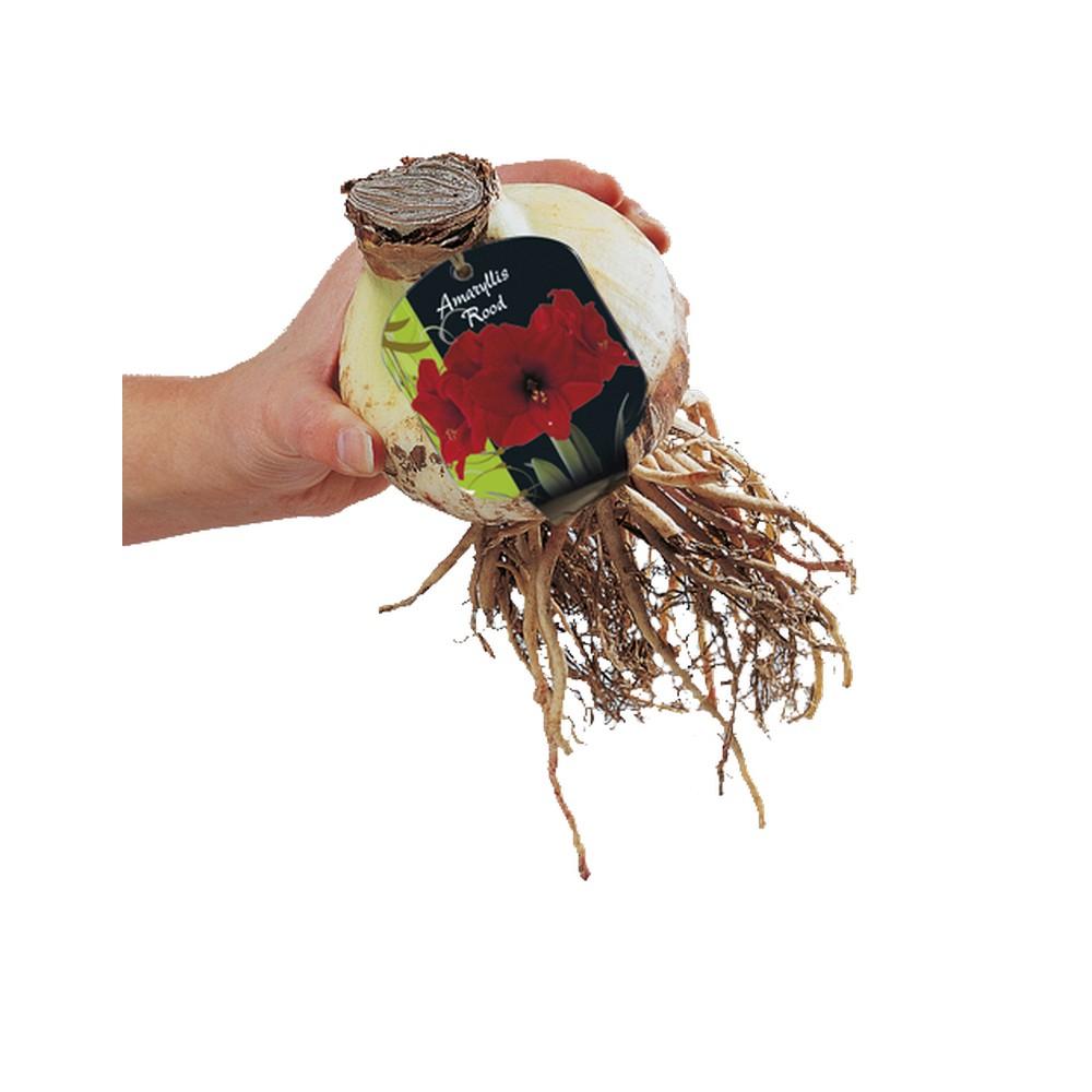 Bulbo Amaryllis Rosso x1