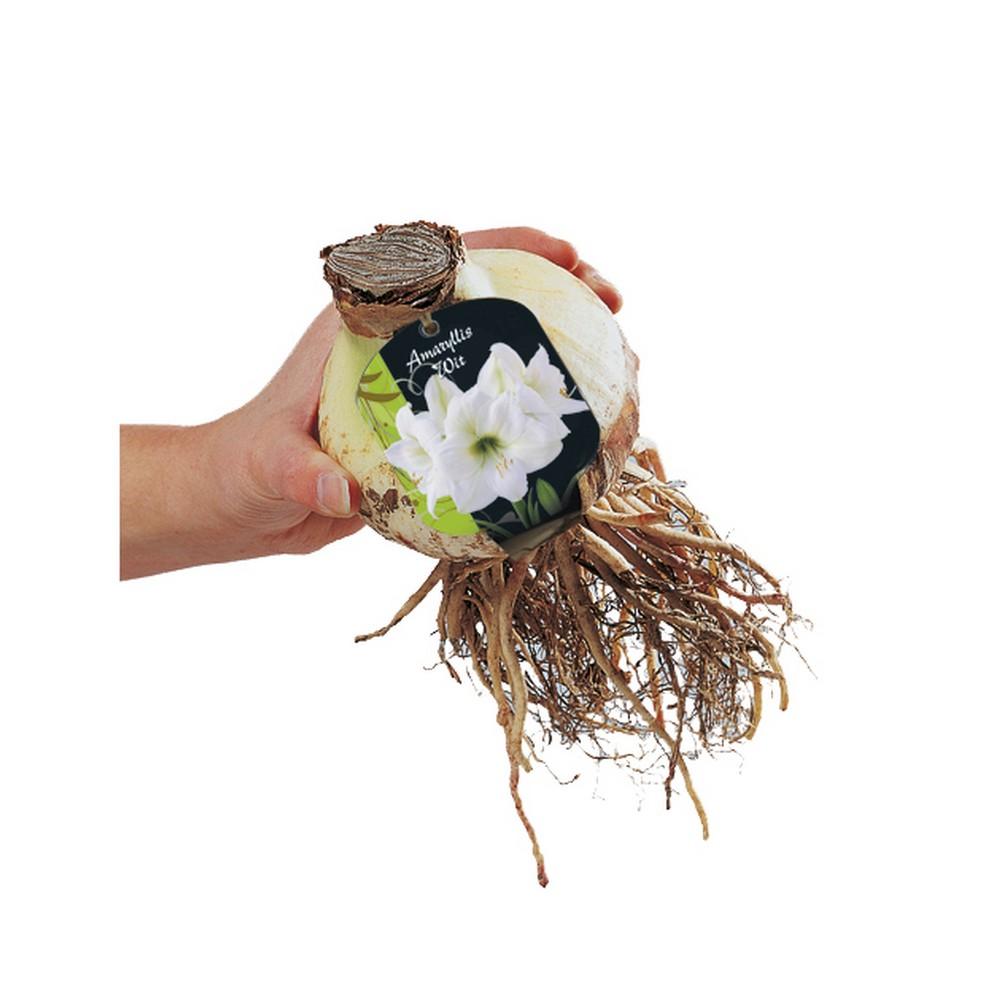 Bulbo Amaryllis Wit