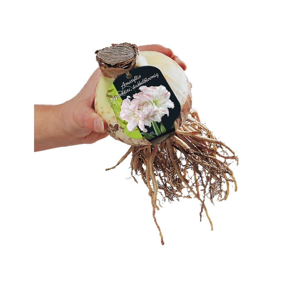 Bulbo di Amaryllis aphrodite dubbel