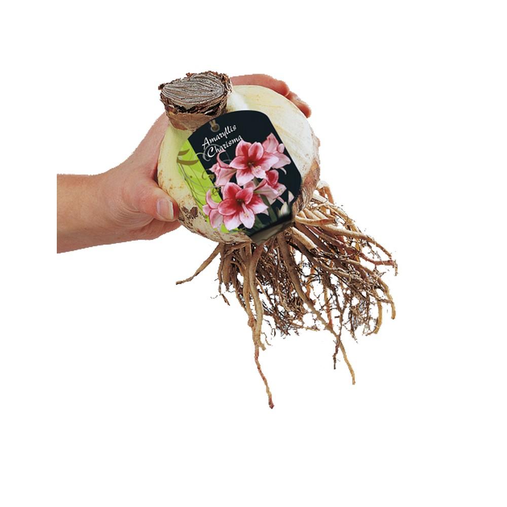 Bulbo di Amaryllis charisma