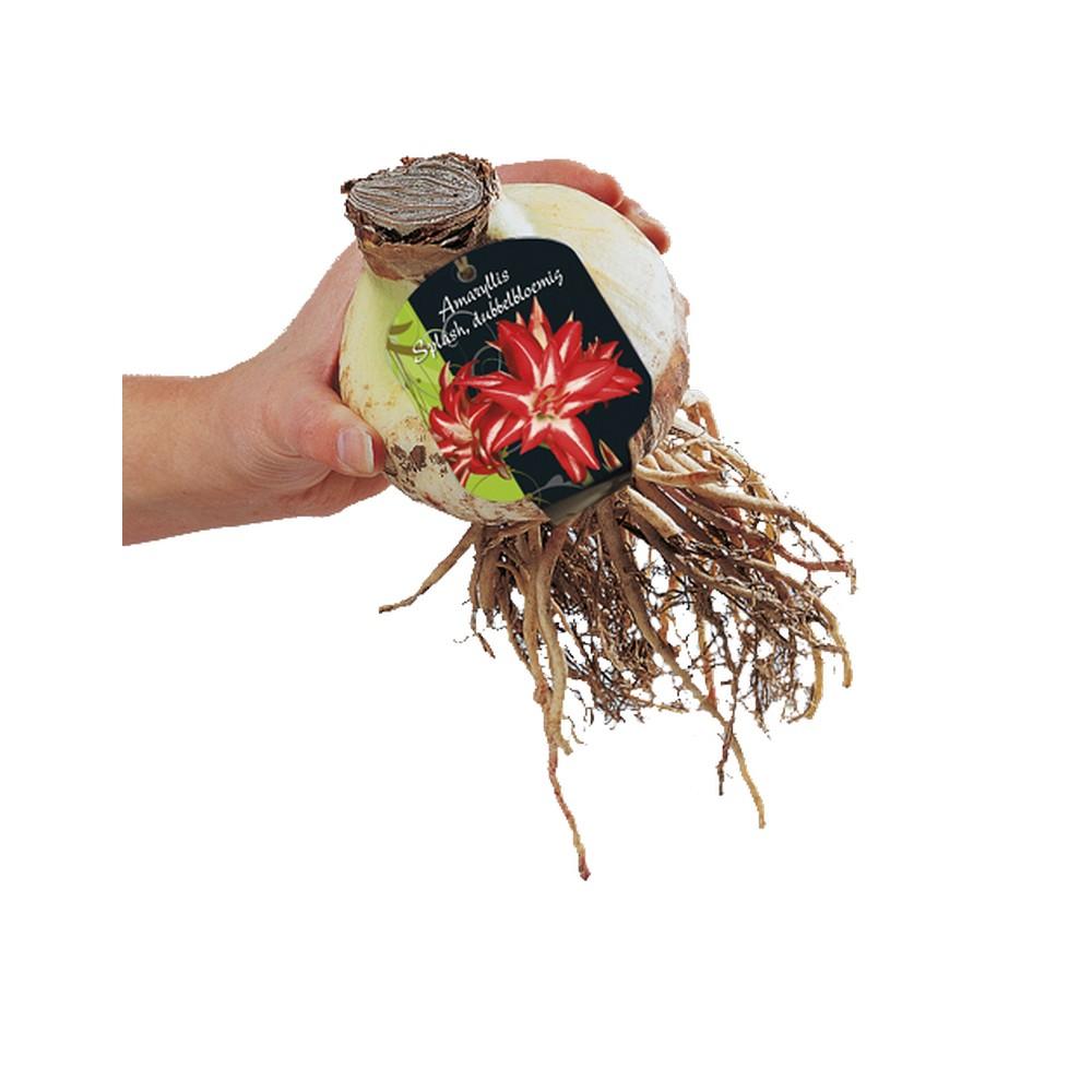 Bulbo di Amaryllis splash dubbel