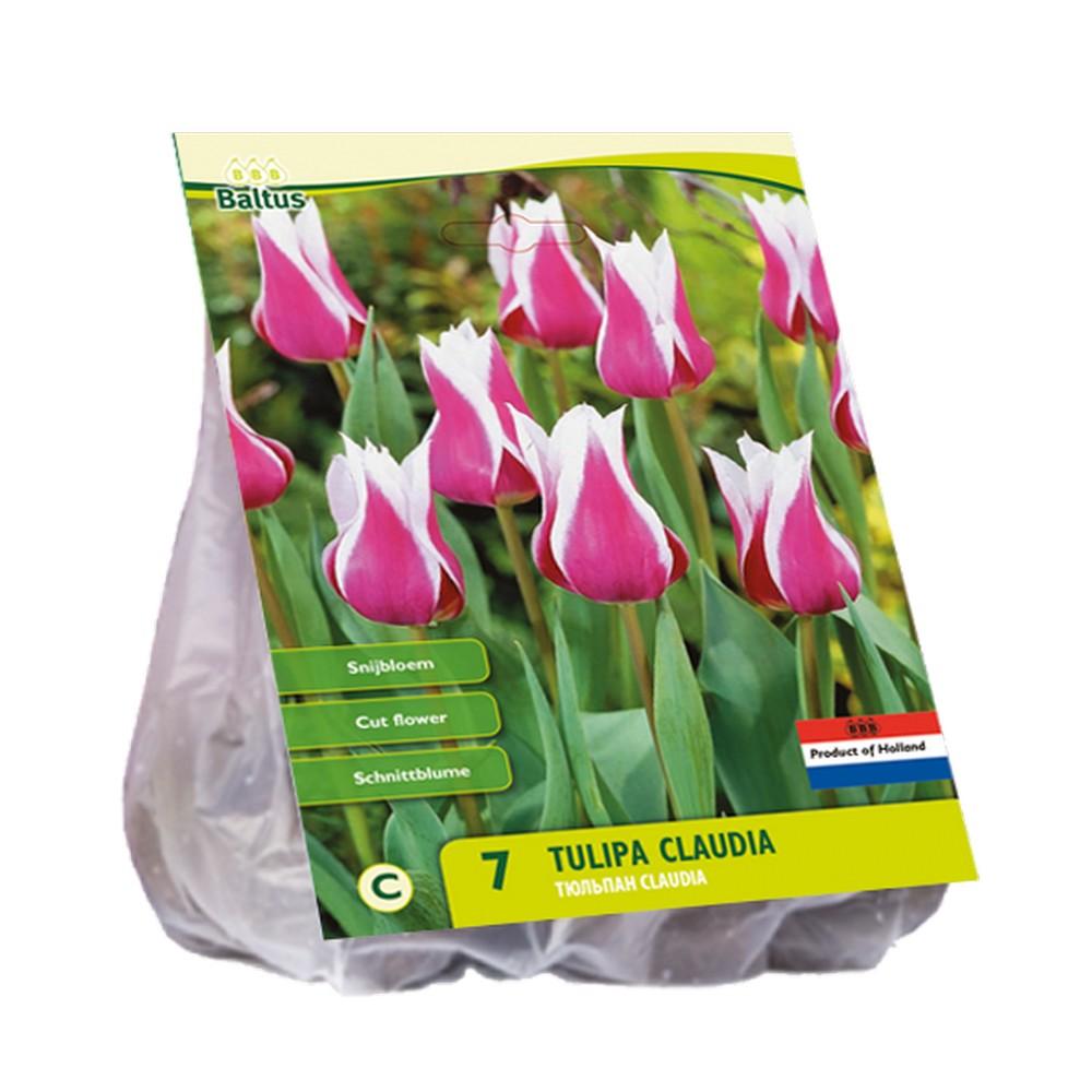 Bulbi di Tulipani fior di giglio claudia