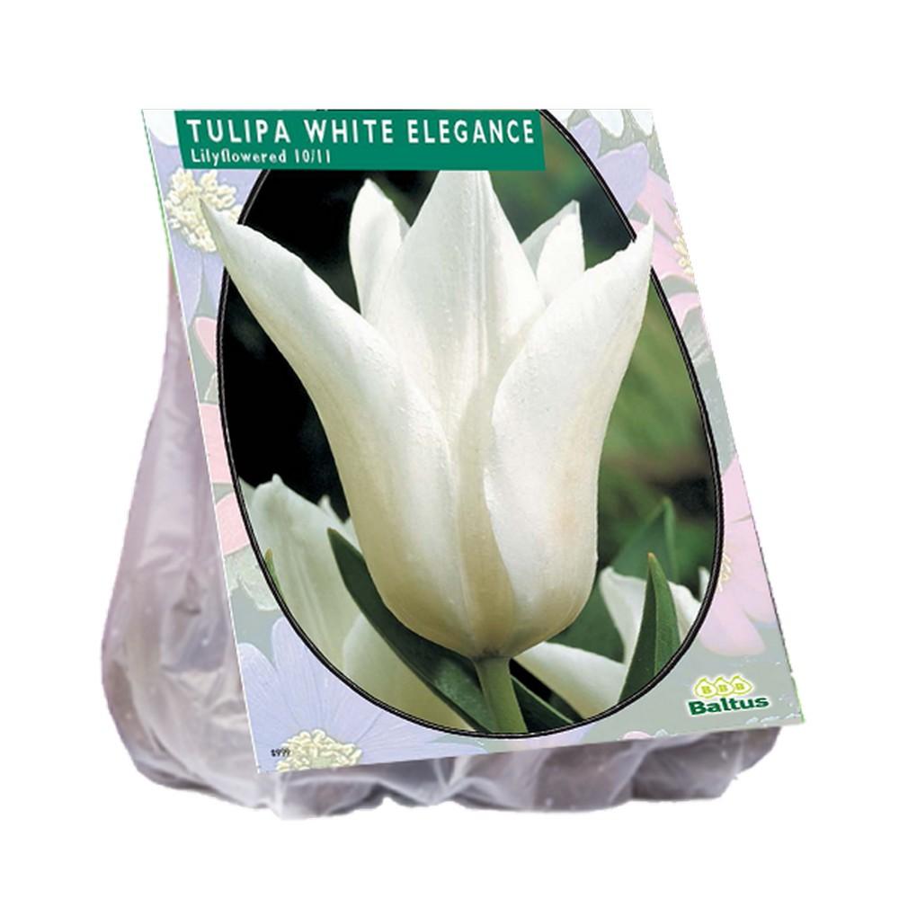 Bulbi di Tulipani fior di giglio white elegance
