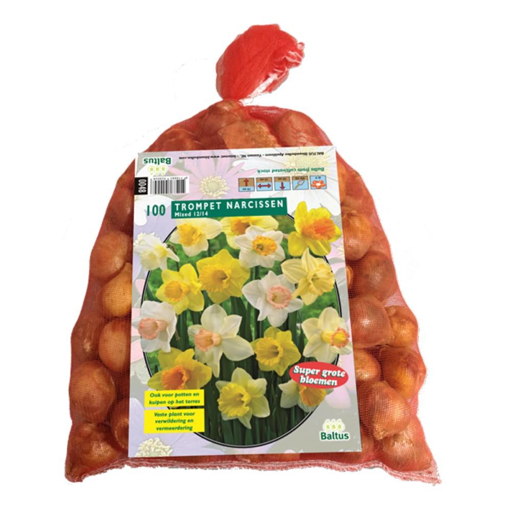 Bulbi Narcisi trombetta mix Mega pack da 100 bulbi