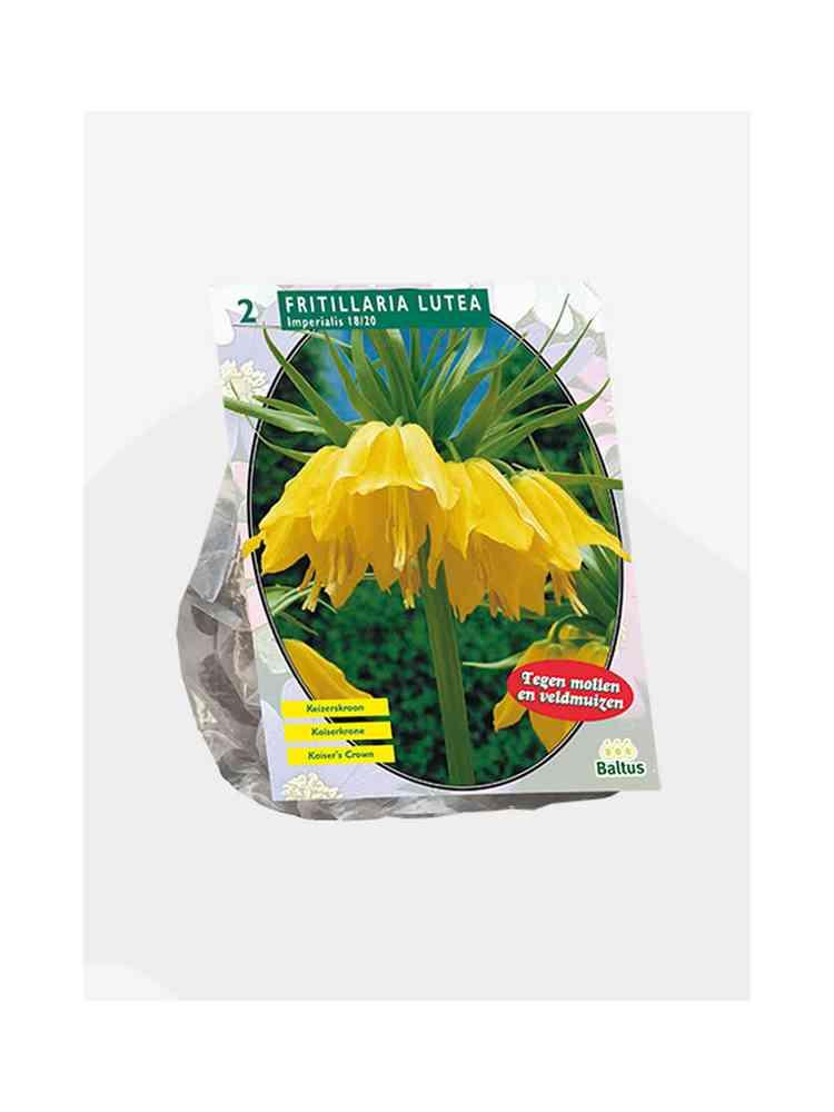 Fritillaria Imperialis lutea bulbi x 2