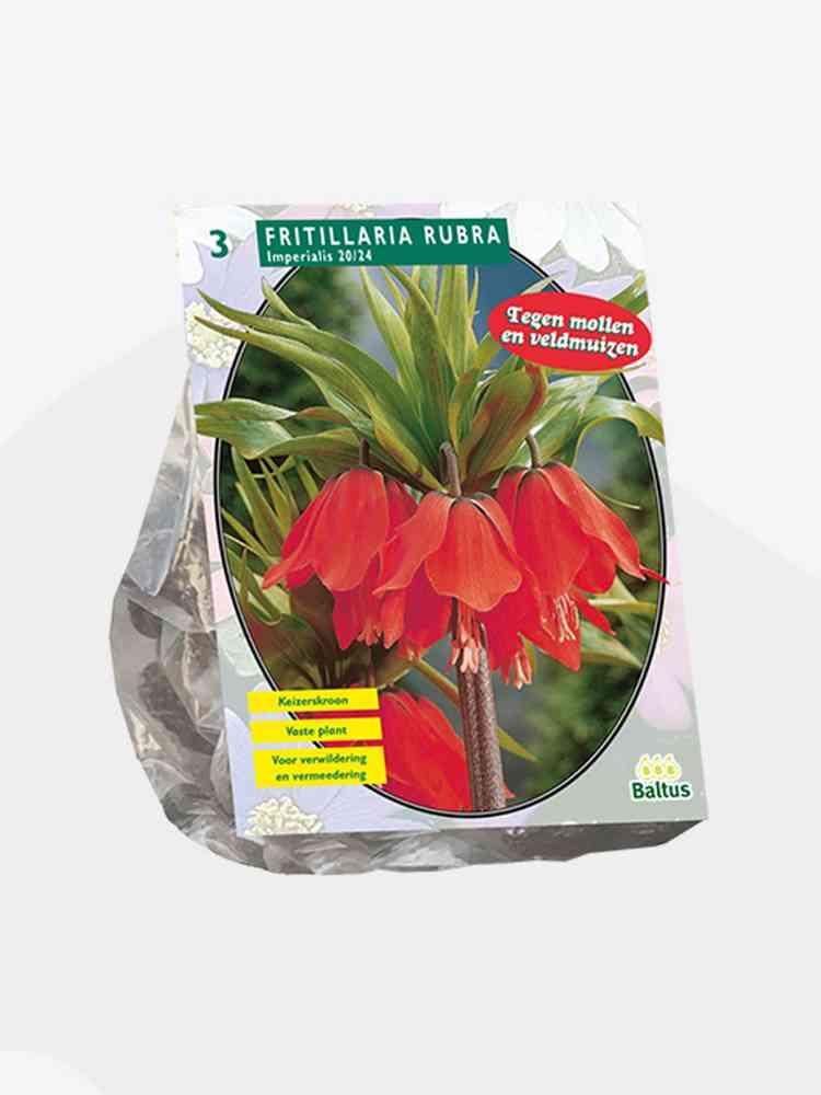 Bulbi di Fritillaria Imperialis rubra
