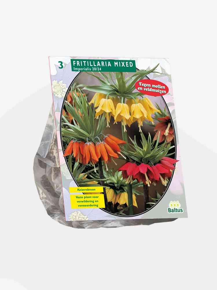 Bulbi Fritillaria Imperialis Mix x3