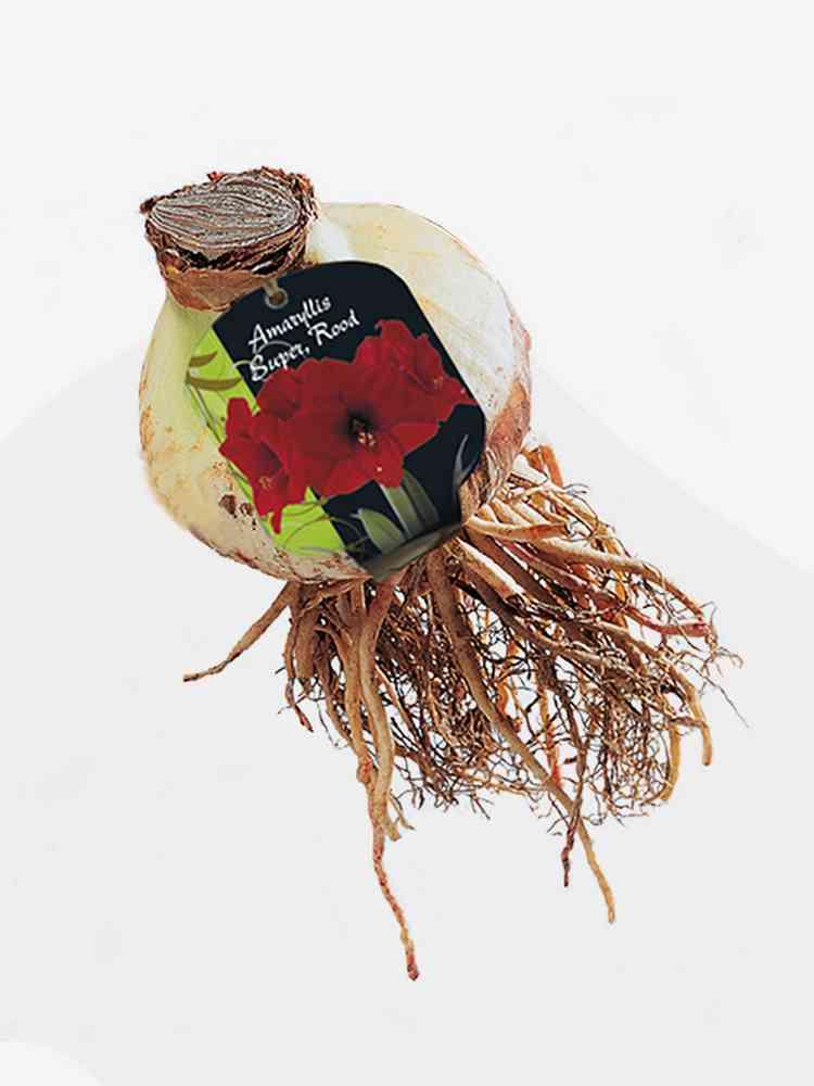 Amaryllis su rood bulbi