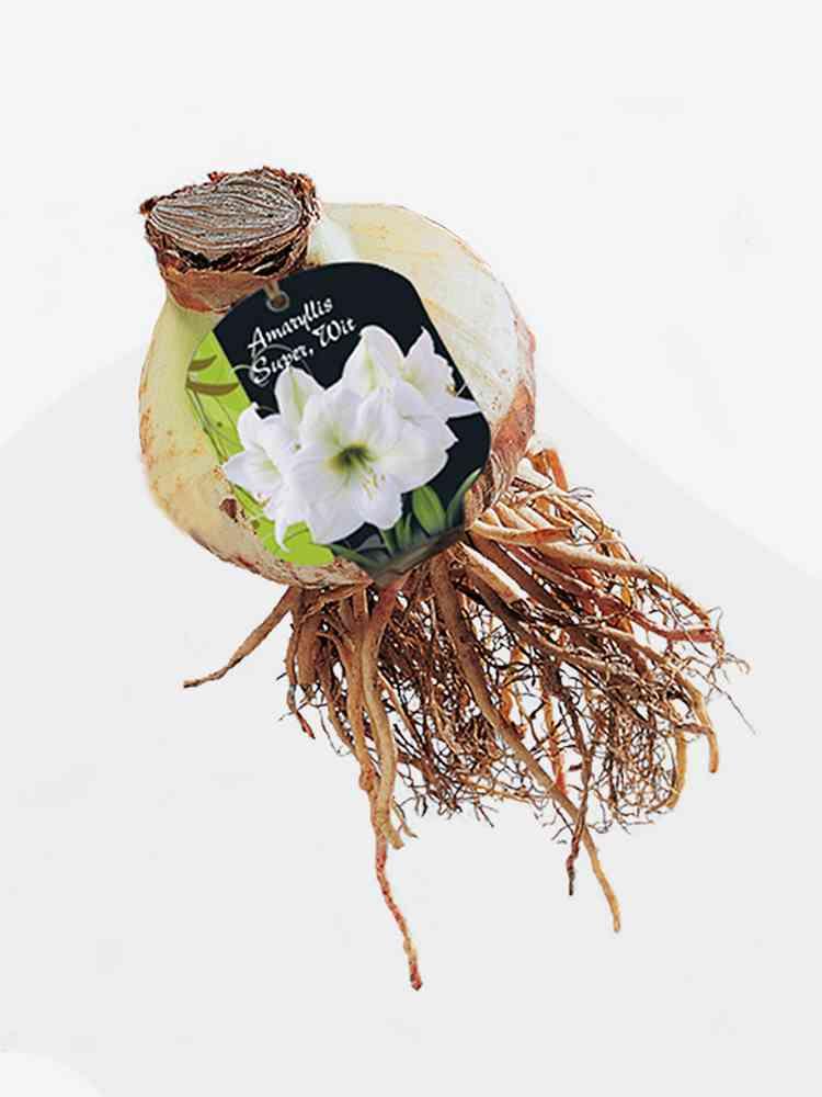 Amaryllis su wit bulbi