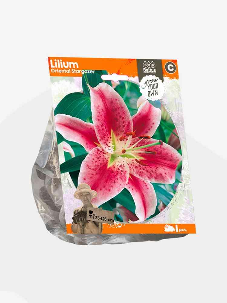 Giglio oriental stargazer bulbi x 1