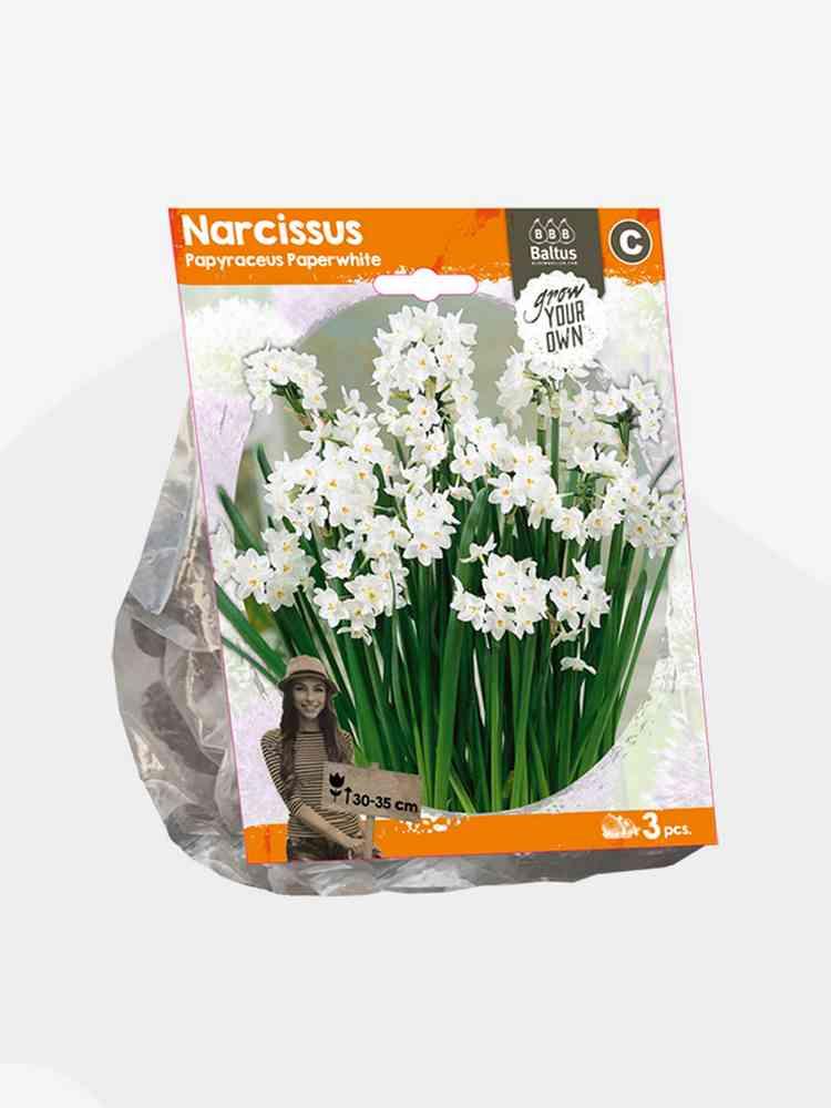 Narciso papyraceus pawhi bulbi x 3
