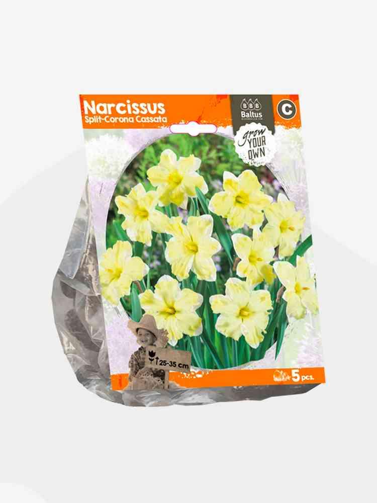 Narciso split corona cassat. bulbi x 5