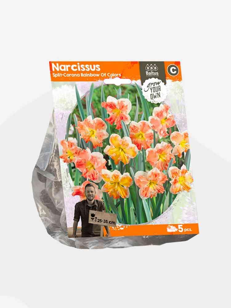 Narciso split corona rainbo bulbi x 5