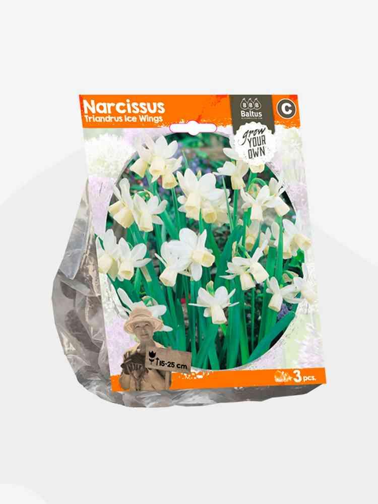 Narciso triandrus ice wings bulbi x 3
