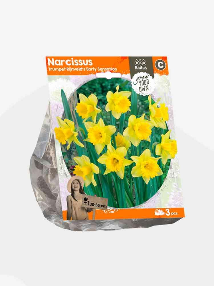 Narciso trumpet rijnveld's bulbi x 3