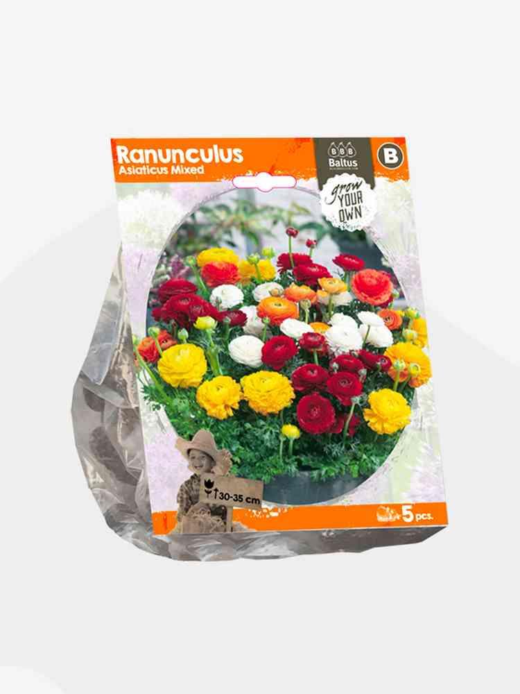 Ranunculus asiaticus misti bulbi x 5