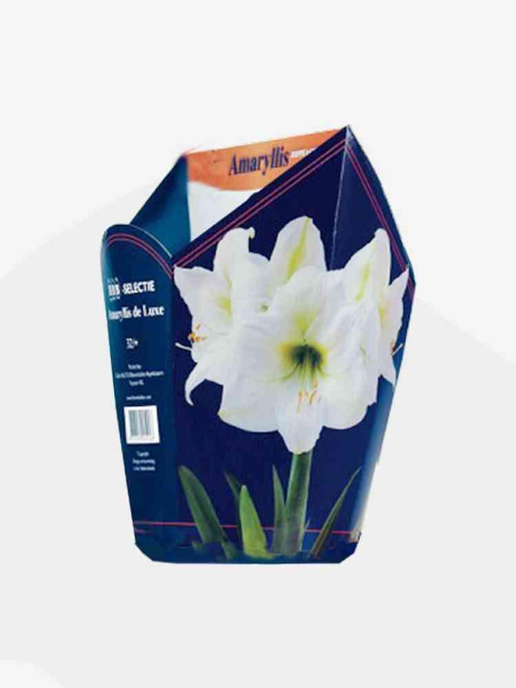 Amaryllis in doos wit bulbi x 6