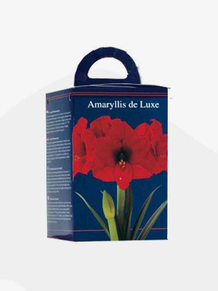 Amaryllis in doos rood bulbi x 4