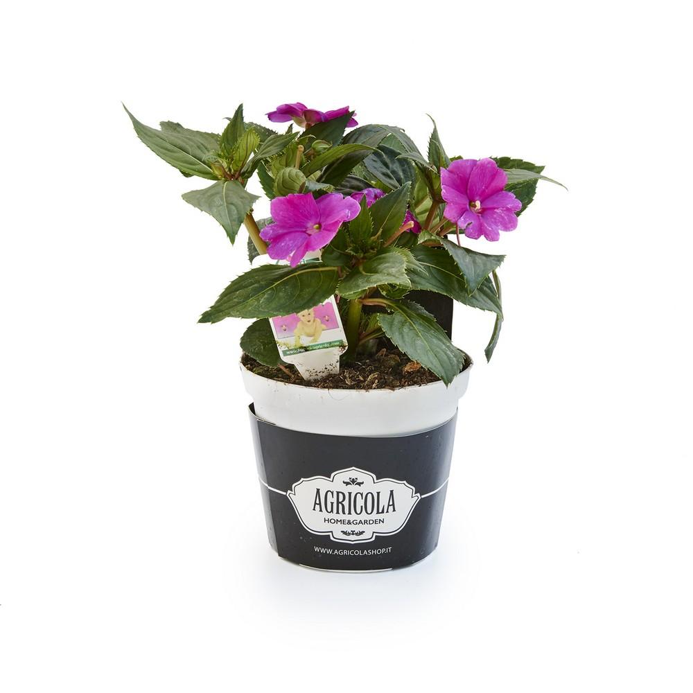 Pianta fiorita Sunpatiens V.14 fioritura abbondante