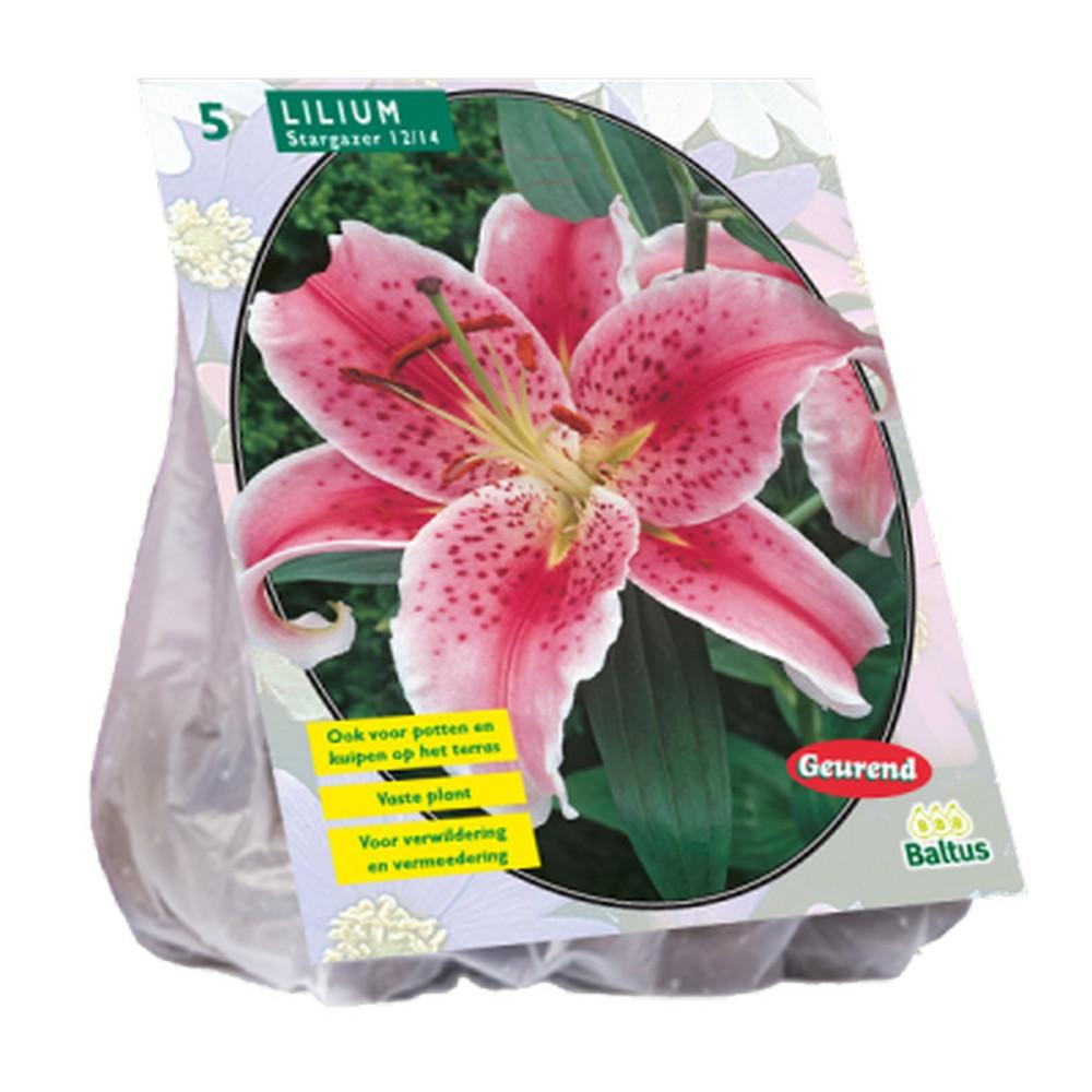Giglio Stargazer x 5 bulbi