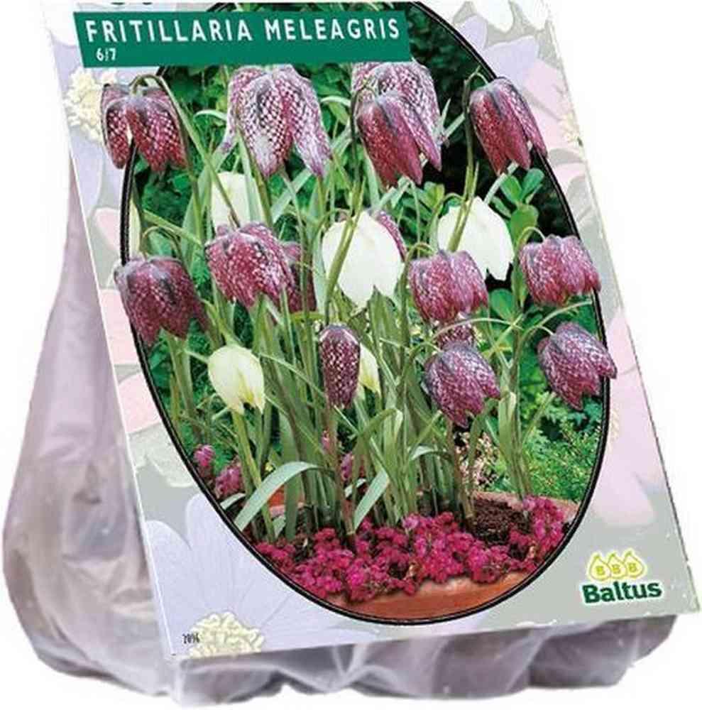 Fritillaria meleagris bulbi PZ. 30