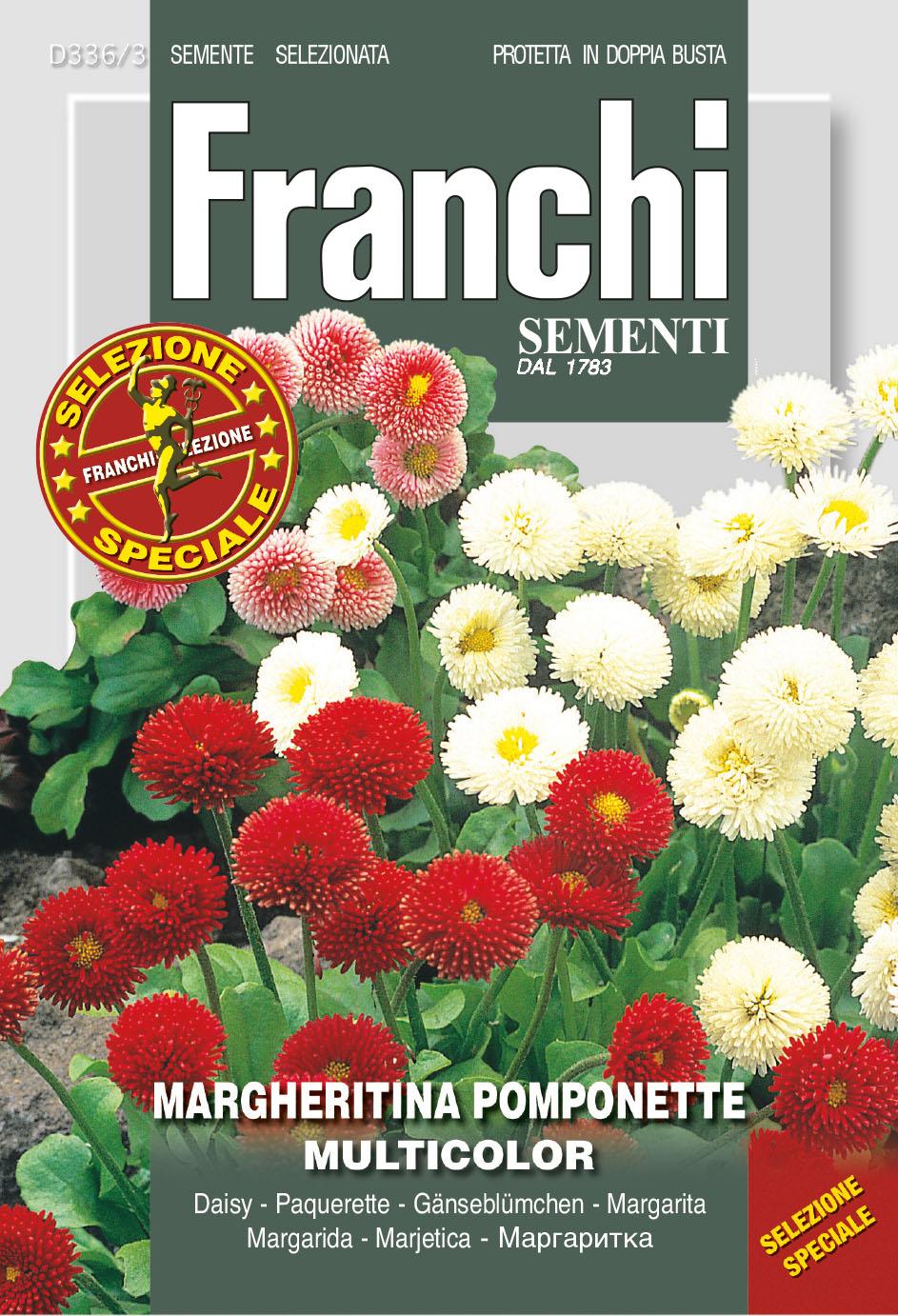 Margheritina pomponette