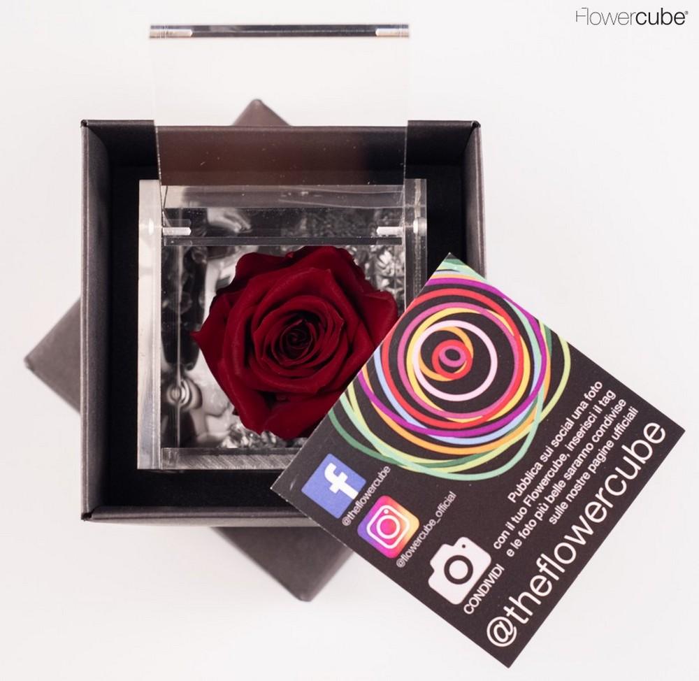 Rosa Stabilizzata San Valentino Edition bordeaux 6x6 cm