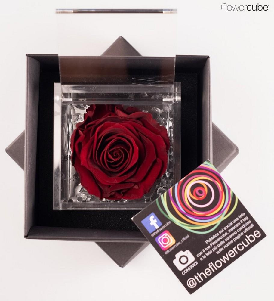 Rosa Stabilizzata San Valentino Edition bordeaux 8x8 cm