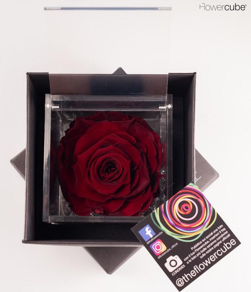 Rosa Stabilizzata San Valentino Edition bordeaux 10 x 10 cm