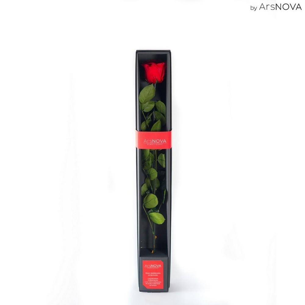 Rosa con stelo baccara rossa 50 cm