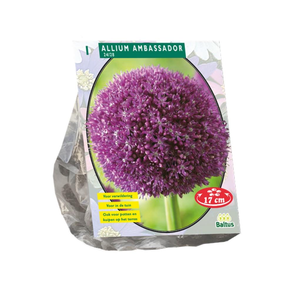 Bulbo Allium Ambassador x1