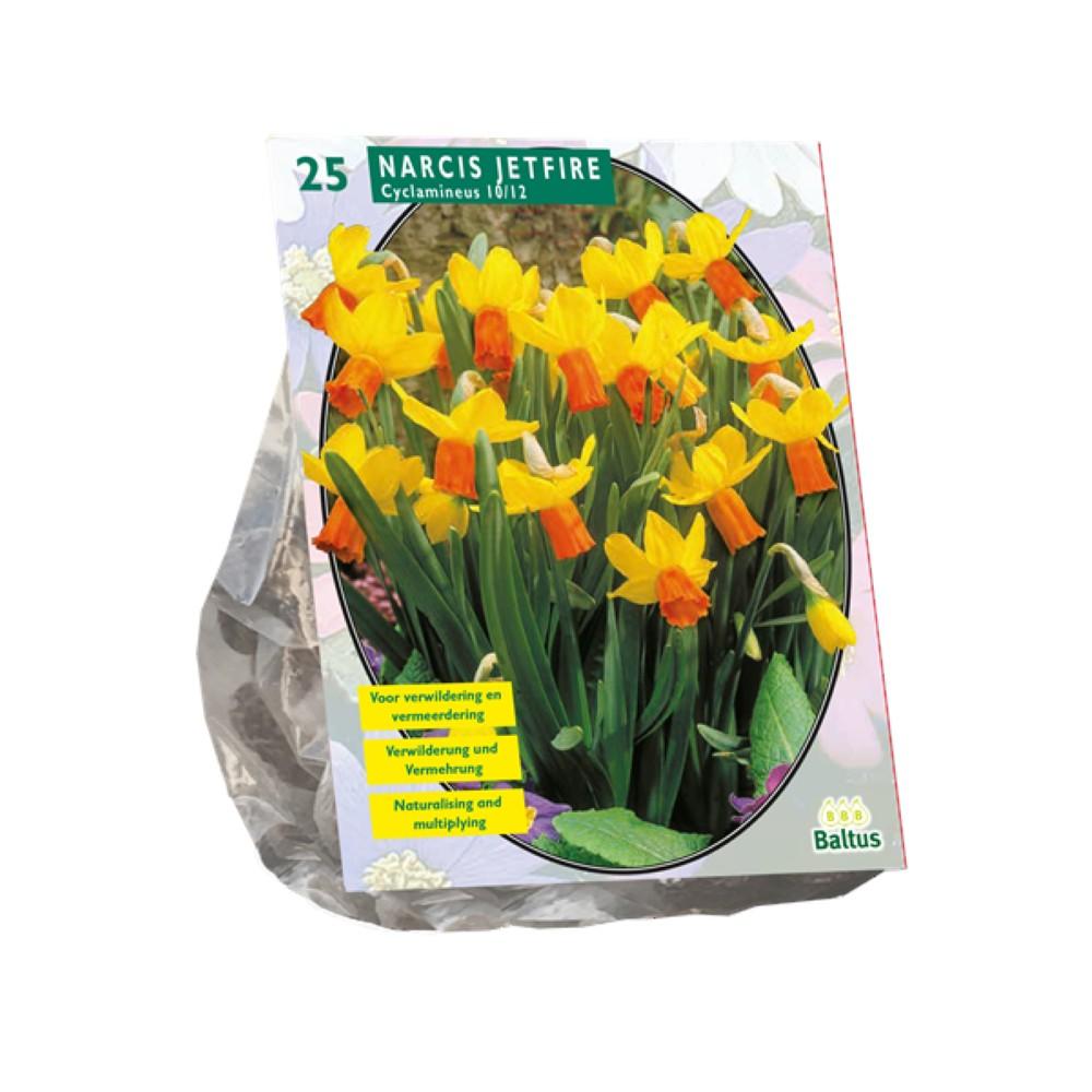 Bulbi Narciso Mini Jetfire Geel x25
