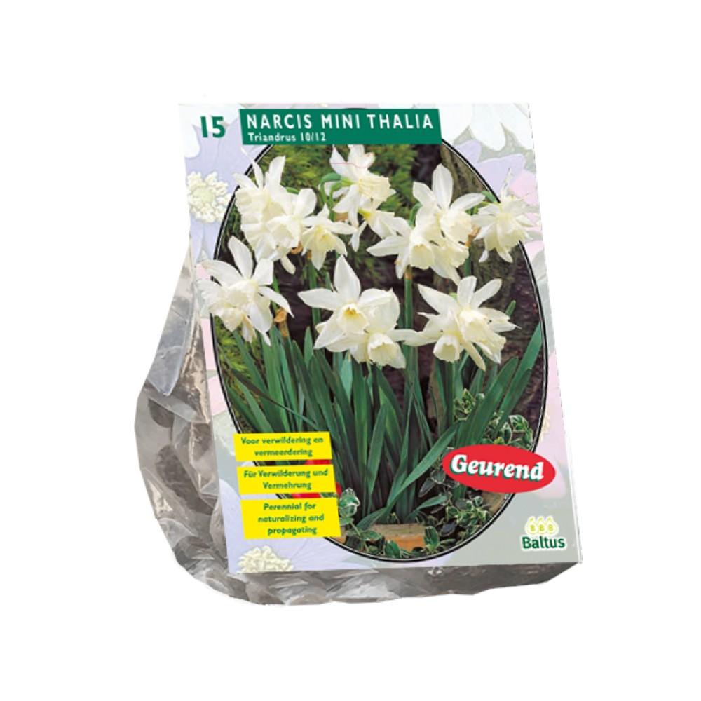 Bulbi Narciso mini thalia x 15