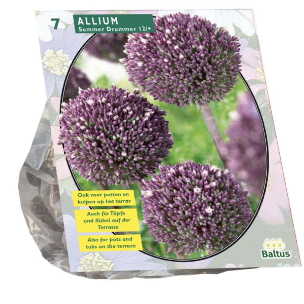 Bulbi Allium Summer Drummer x7