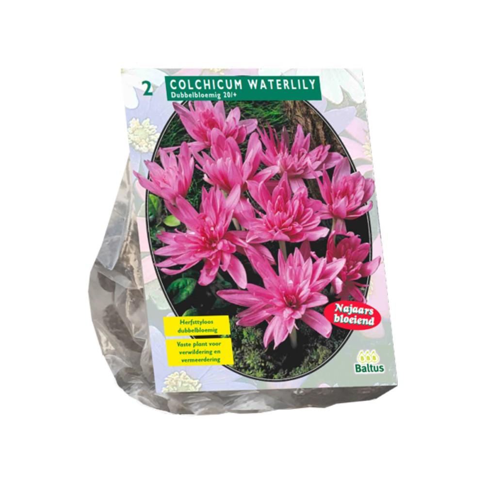 Bulbi di Colchicum Waterlily Foglia d'Autunno x2