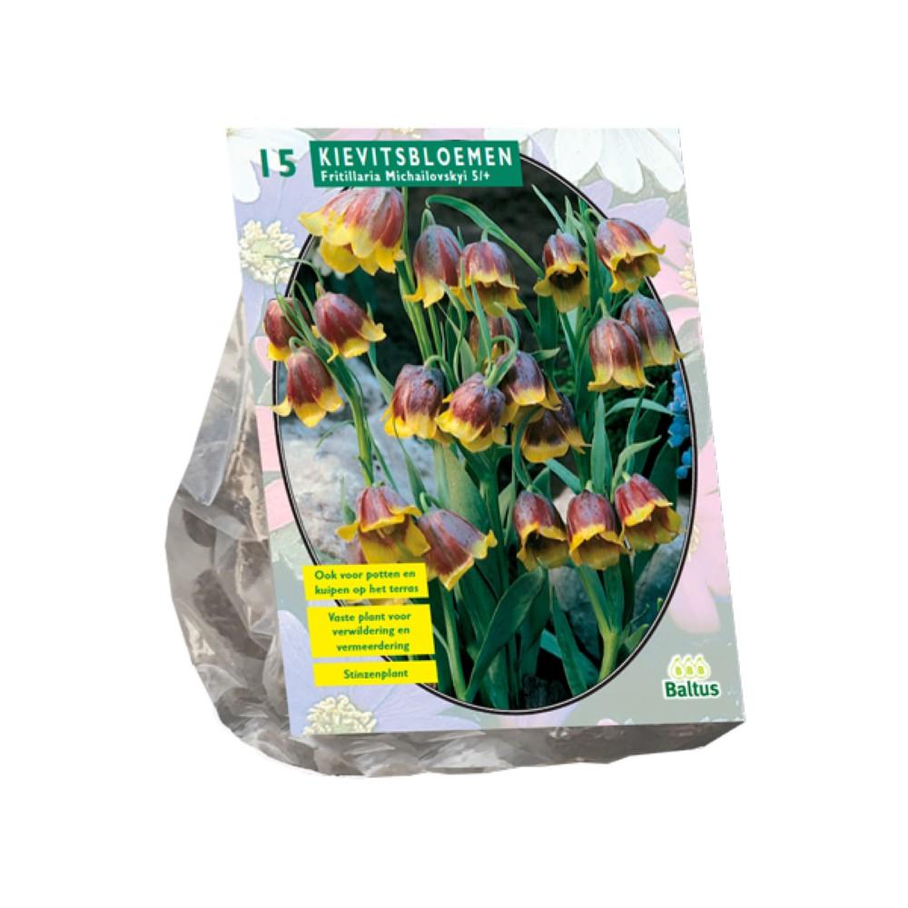 Bulbi Fritillaria Michailovskyi x15