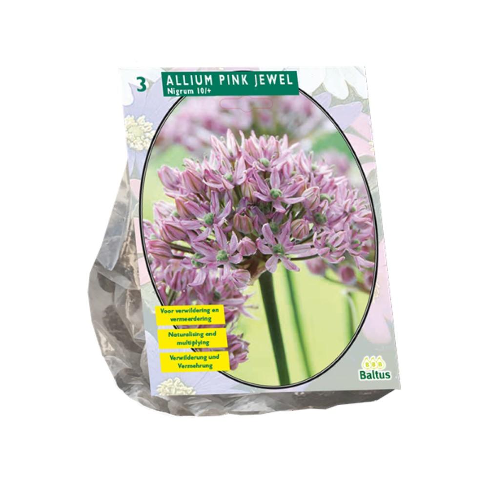 Bulbi Allium Pink Jewel x3