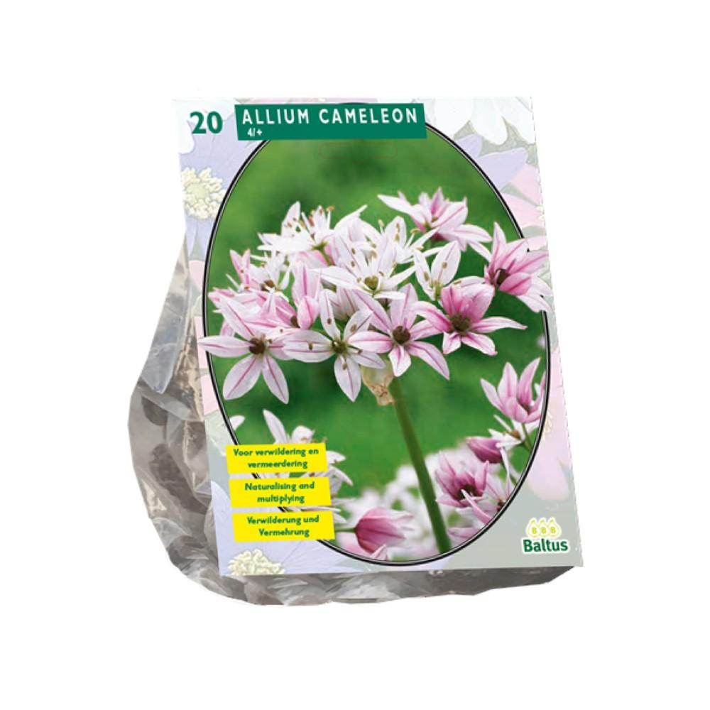 Bulbi Allium Cameleon x20