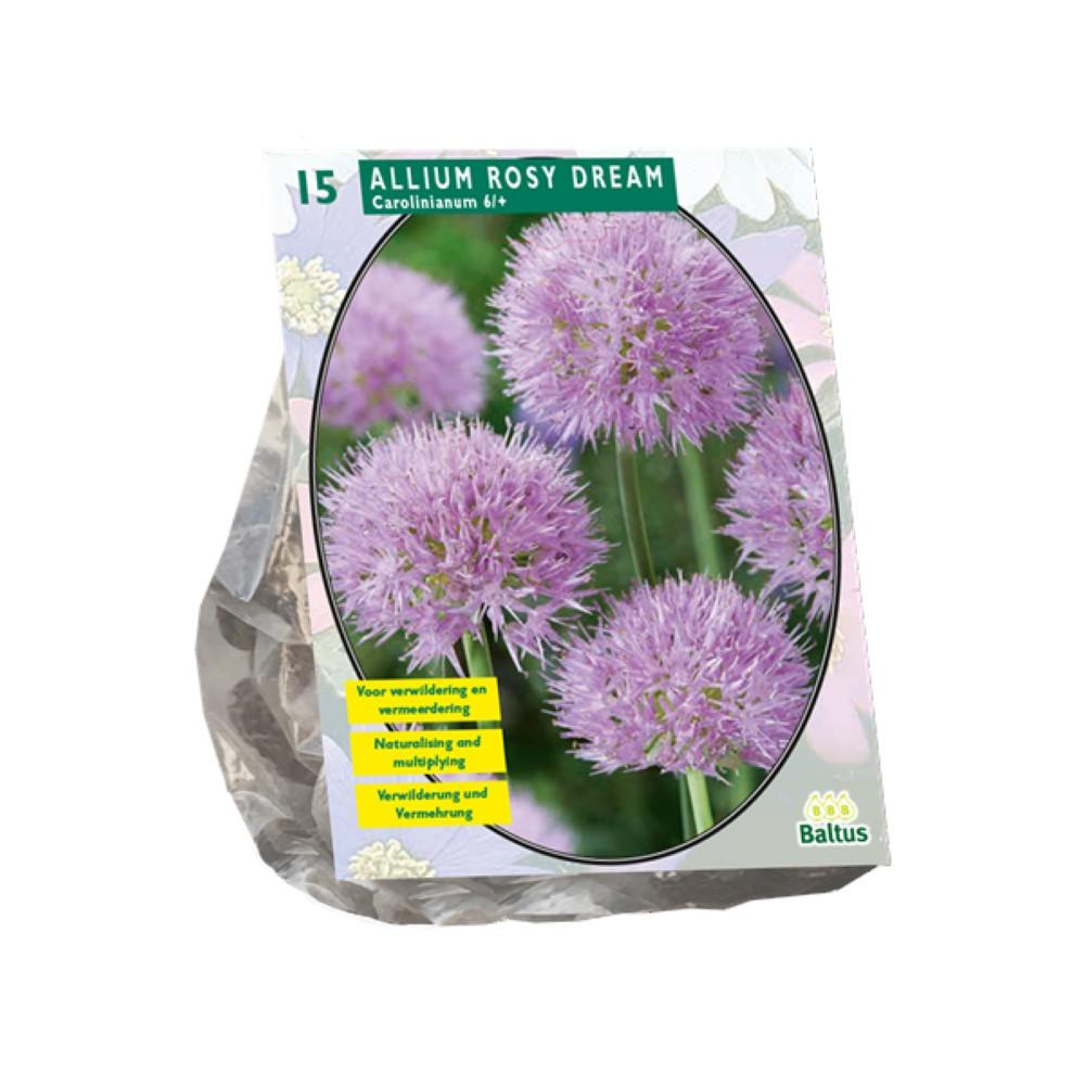 Bulbi Allium Rosy Dreams x15