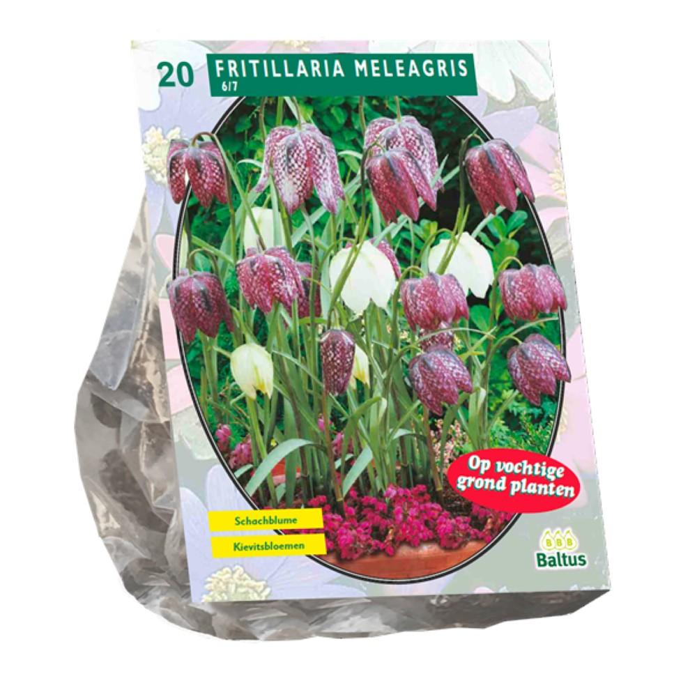 Bulbi Fritillaria Meleagris x20