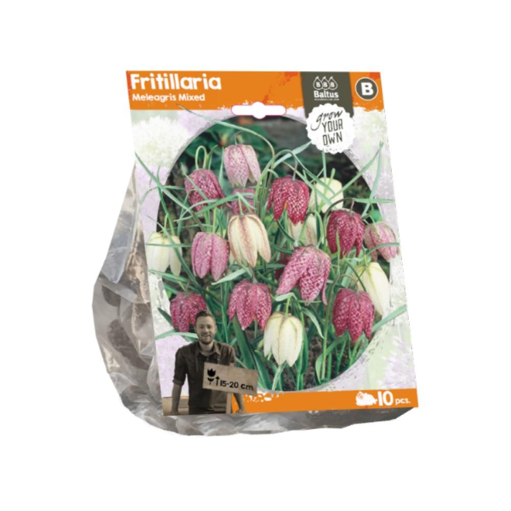 Bulbi Fritillaria Meleagris misti x10