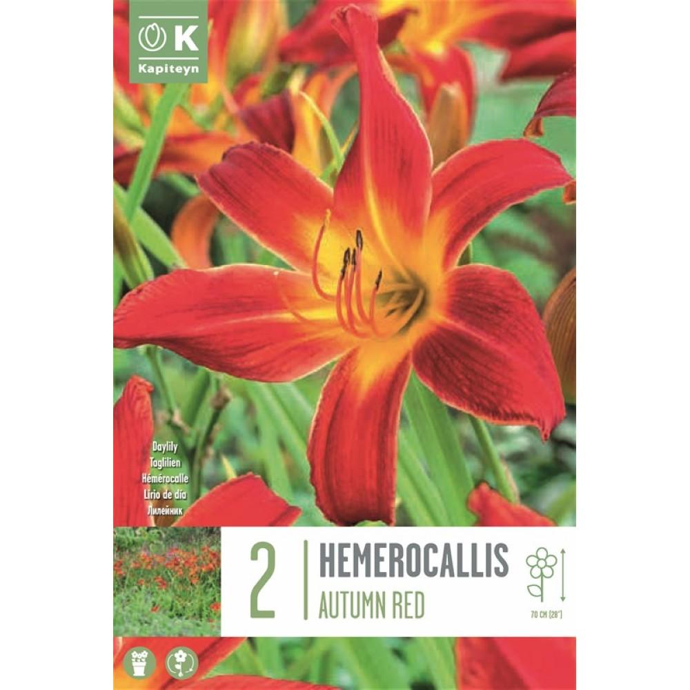 Bulbi Hemerocallis Autumn Red KAPITEYN