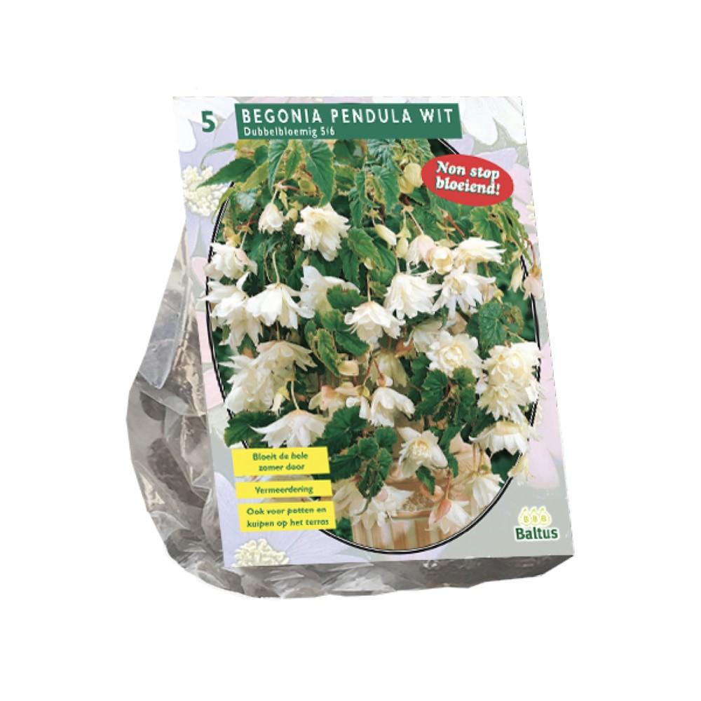 Begonia Pendula Witx 5 bulbi