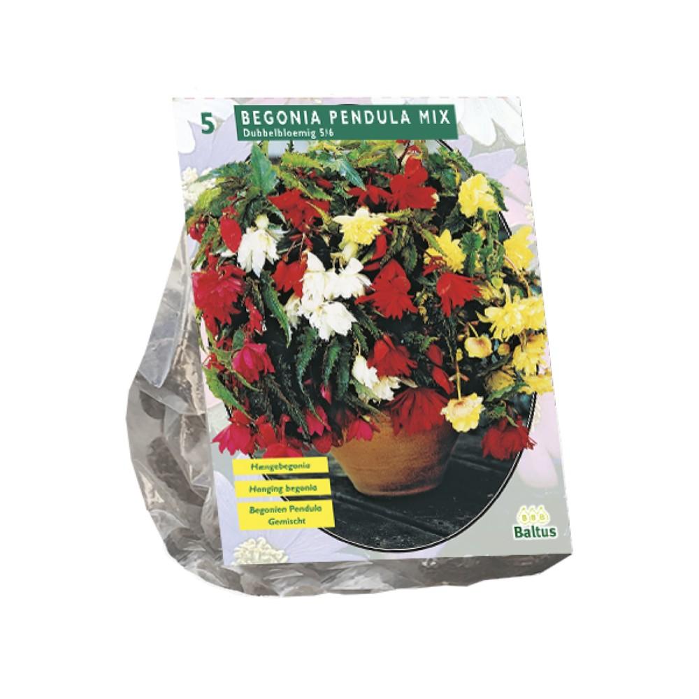 Begonia Pendula Mixx 5 bulbi