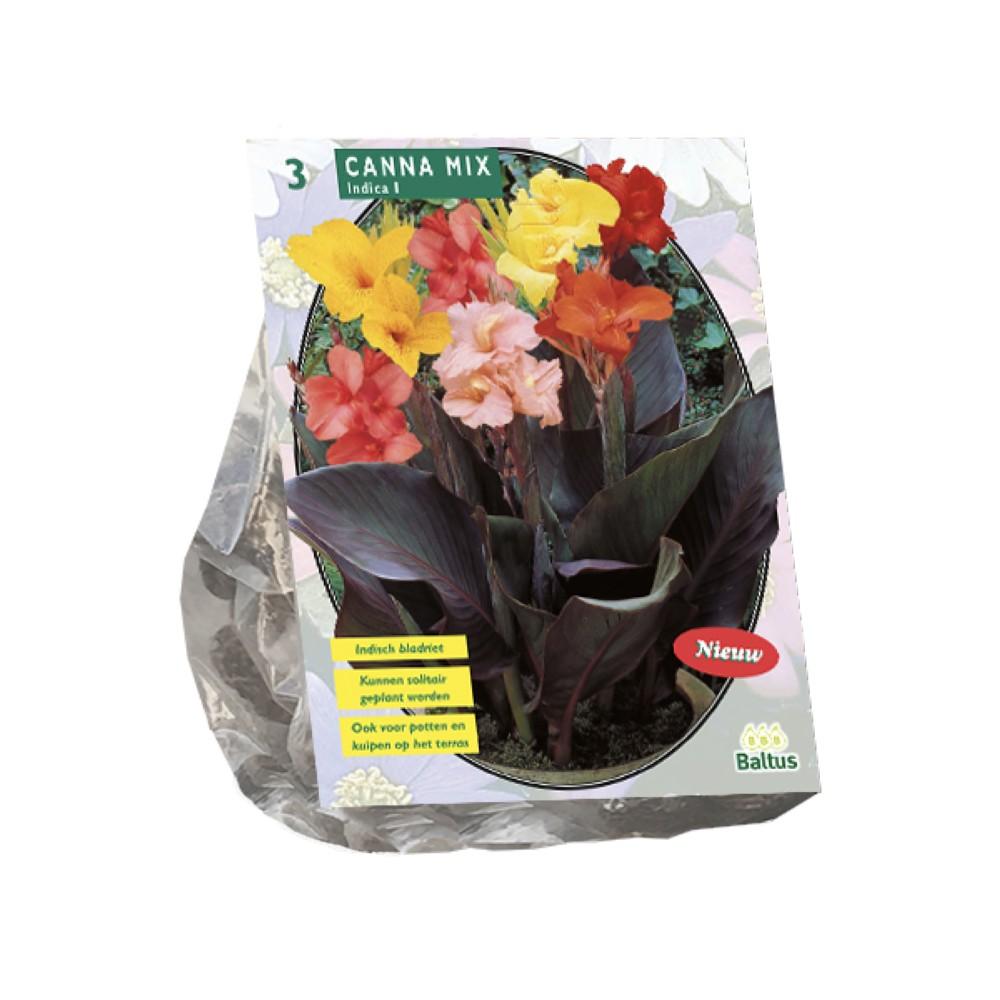 Canna Gemengdx 3 bulbi