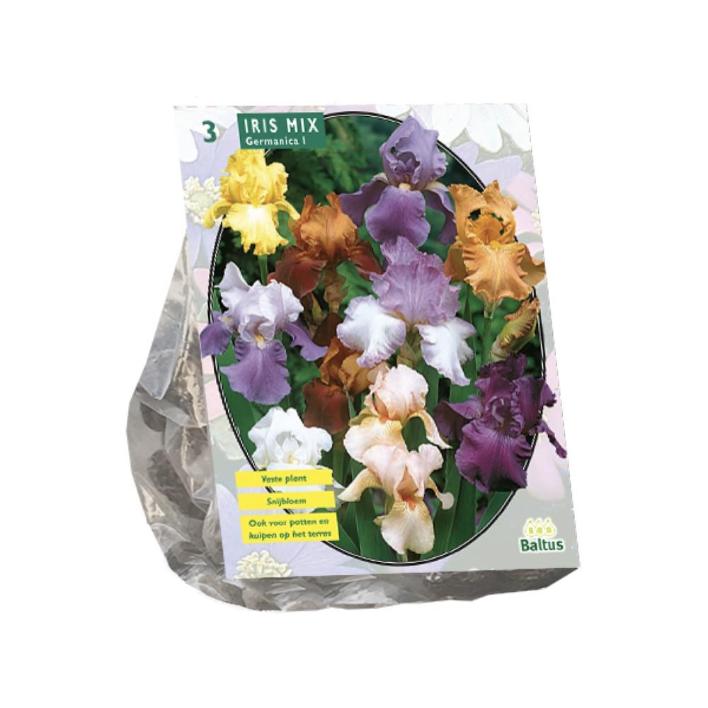 Iris Germanica Gemengdx 3 bulbi
