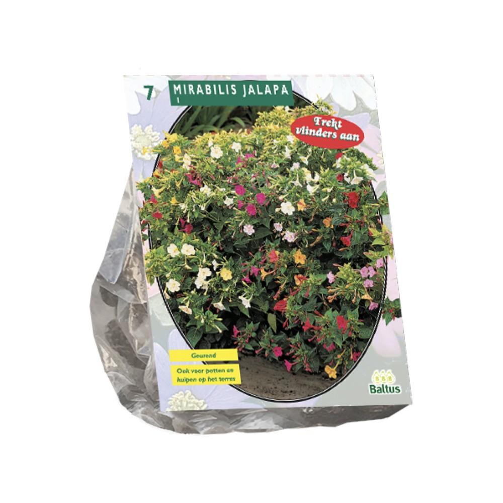 Mirabilis Jalapax 7 bulbi
