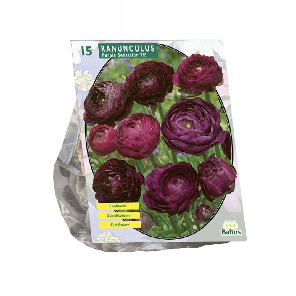 Bulbi di ranuncolo Purple Sensationx 15 bulbi